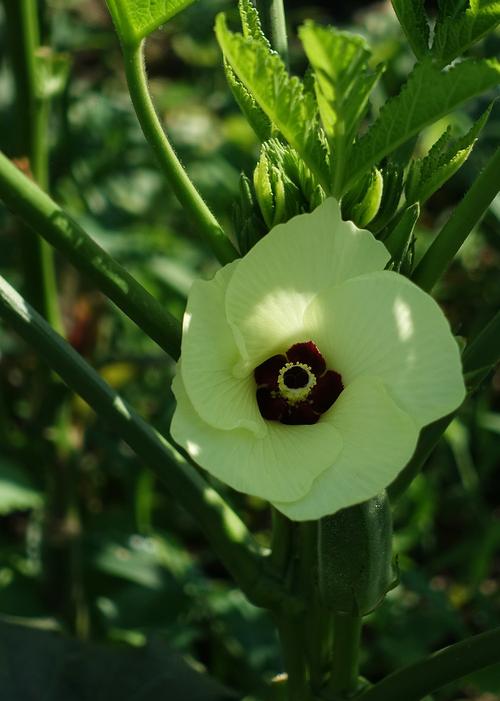 向日葵绿巨人秋葵下载安装