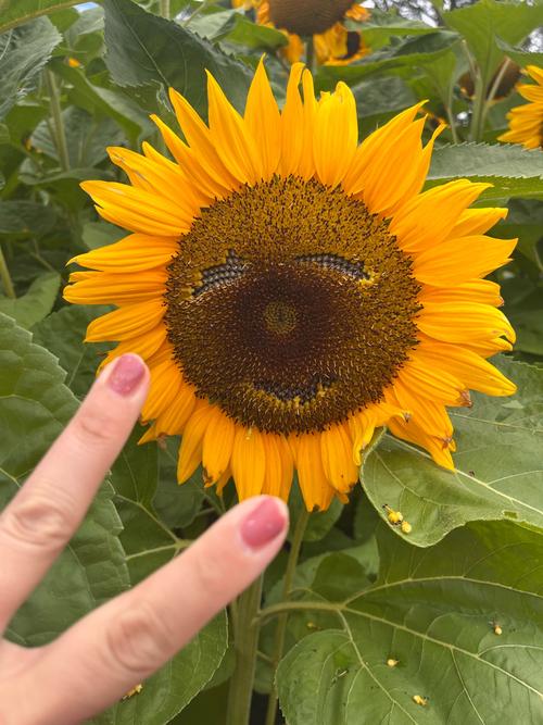 草莓视频向日葵视频