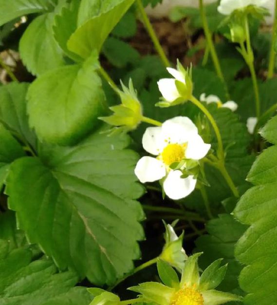 草莓视频向日葵视频