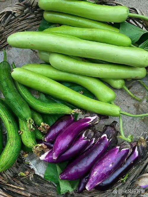 香蕉向日葵丝瓜草莓茄子黄瓜