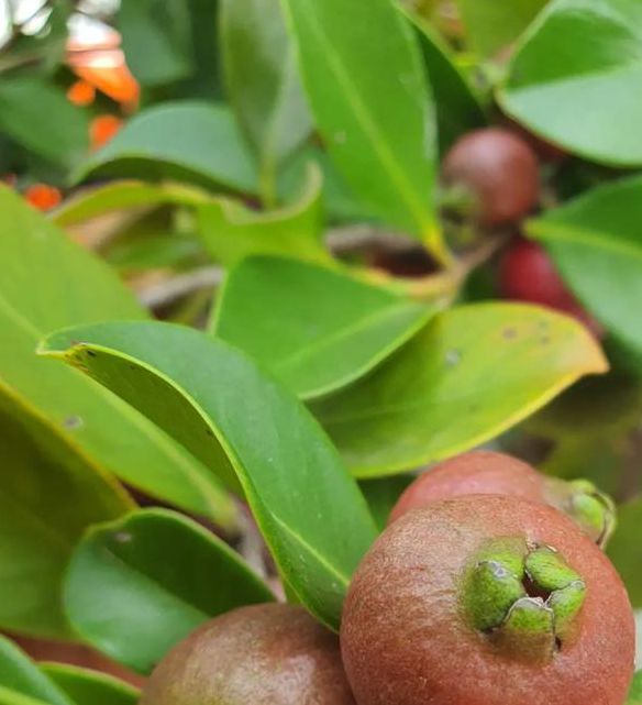 樱桃草莓榴莲丝瓜香蕉芭乐