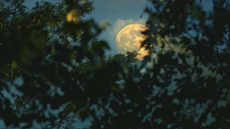 月亮视频1.4.8安卓版