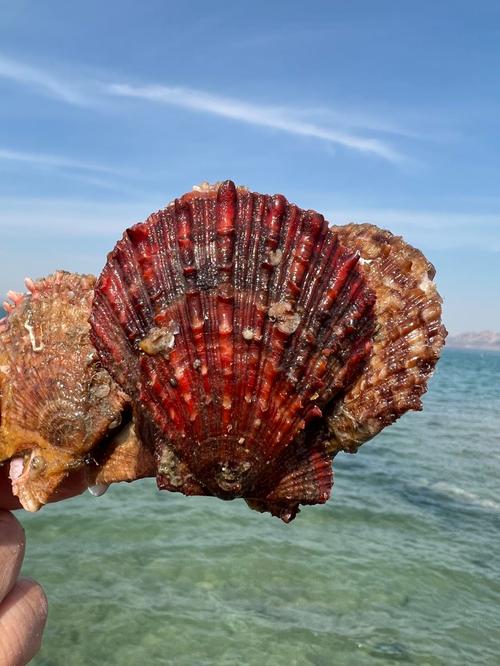 扇贝视频无限看