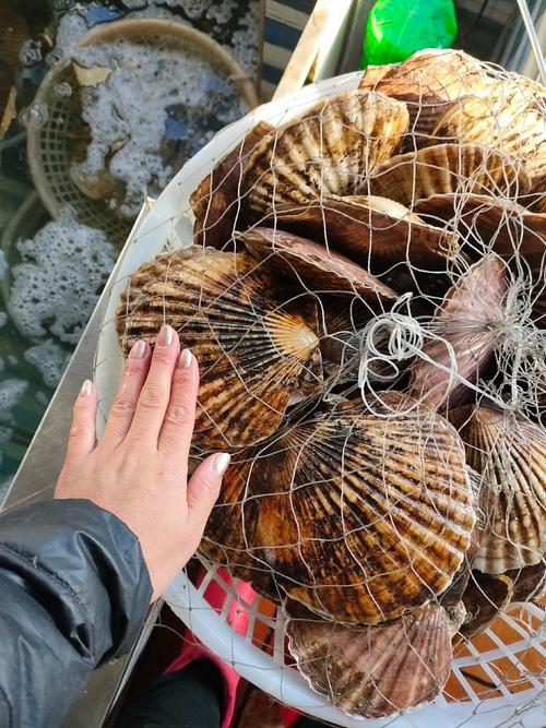 扇贝视频无限看