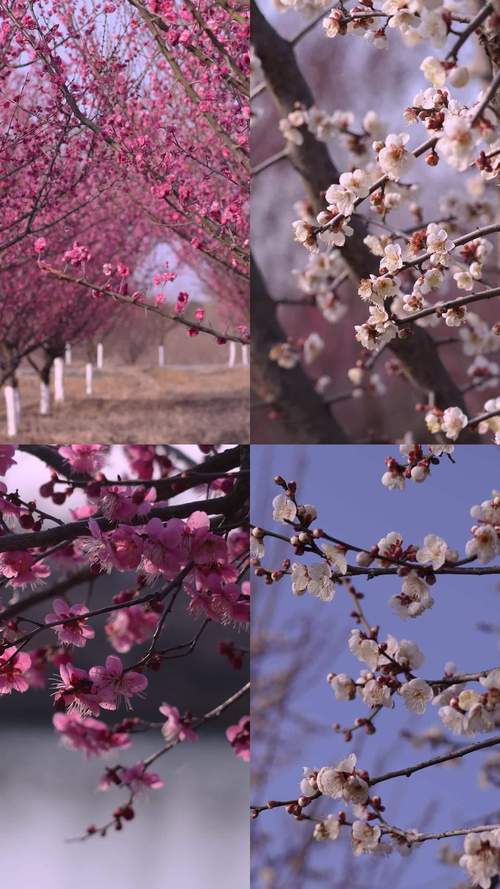 梅花视频3w523