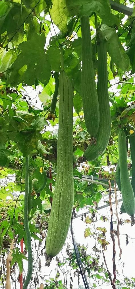 丝瓜黄瓜甜瓜绿巨人免费版