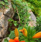 忘忧草视频在线观看视频