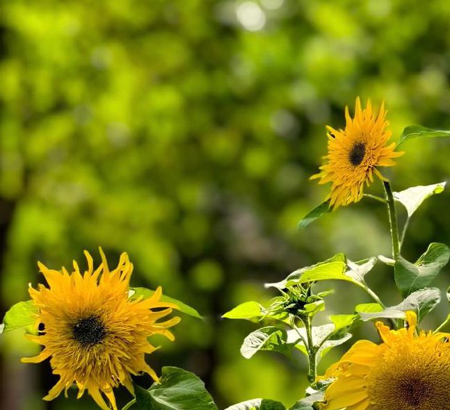 向日葵草莓视频荔枝黄瓜