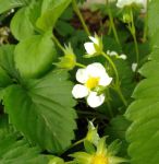 向日葵草莓视频荔枝黄瓜