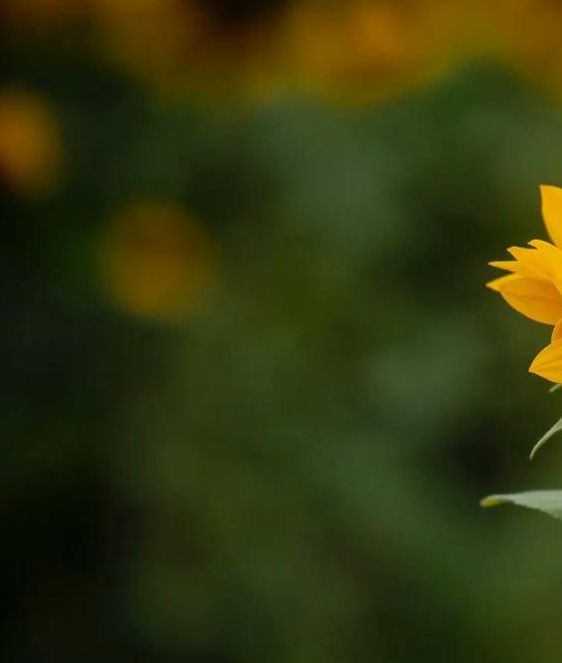 向日葵草莓视频荔枝黄瓜