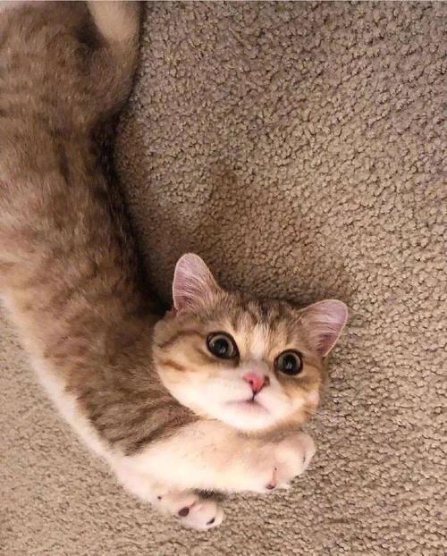 猫咪中文伊人在线