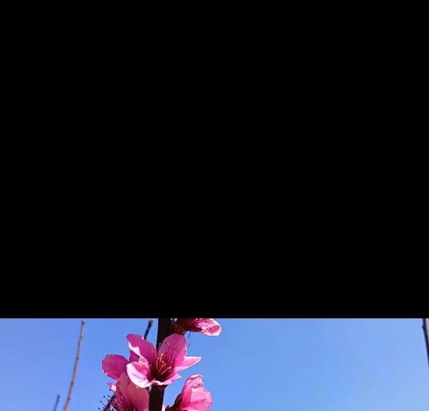 桃花视频1.0.3安卓版