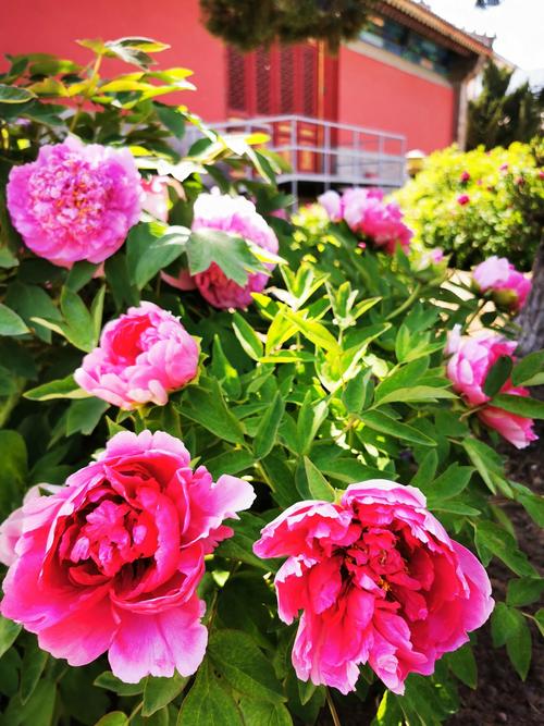 国色天香社区无限版