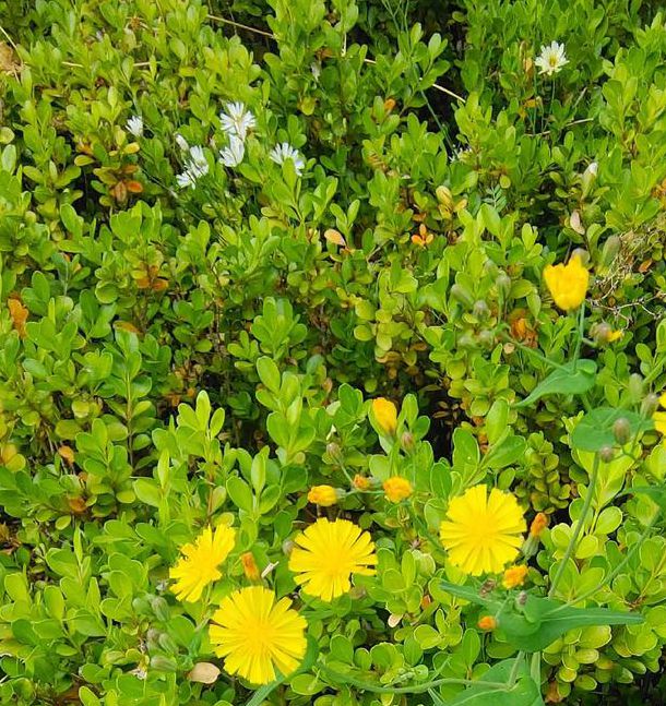 野花社区视频高清免费版