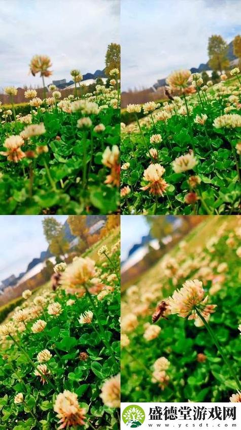 野花社区视频高清免费版