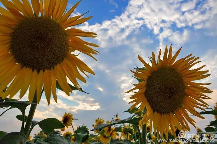 向日葵视频草莓视频丝瓜视频小猪视频免费ios