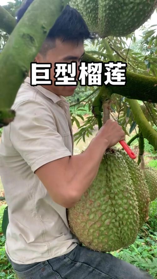 榴莲绿巨人大全