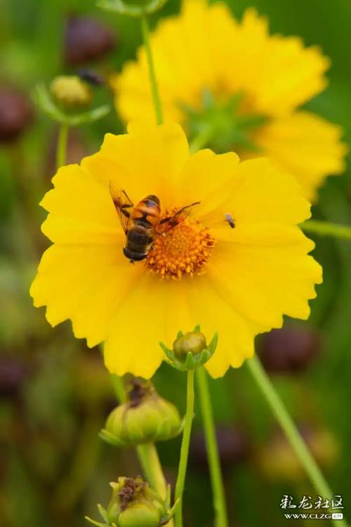 花蝴蝶免费视频在线观看高清版官方版