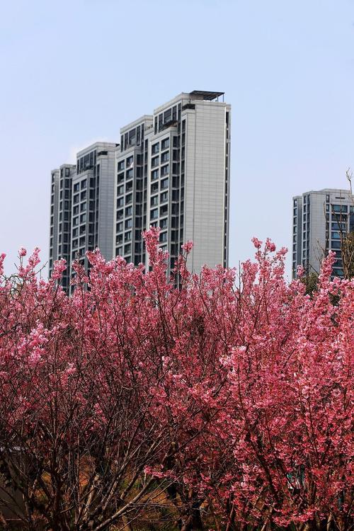 桃花岛直播视频