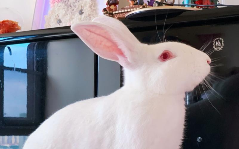 大白兔福利视频在线