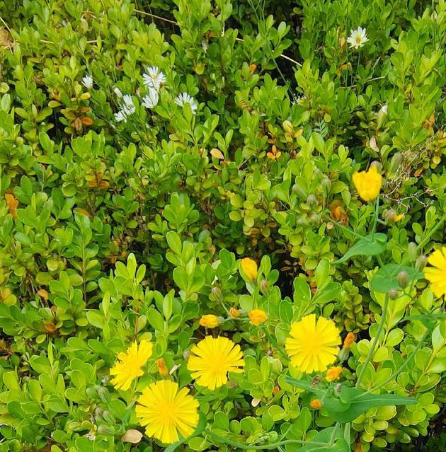 野花社区WWW最新版