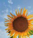 向日葵汅染aqq安卓二维码