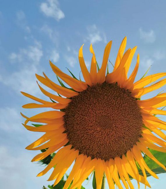 向日葵汅染aqq安卓二维码