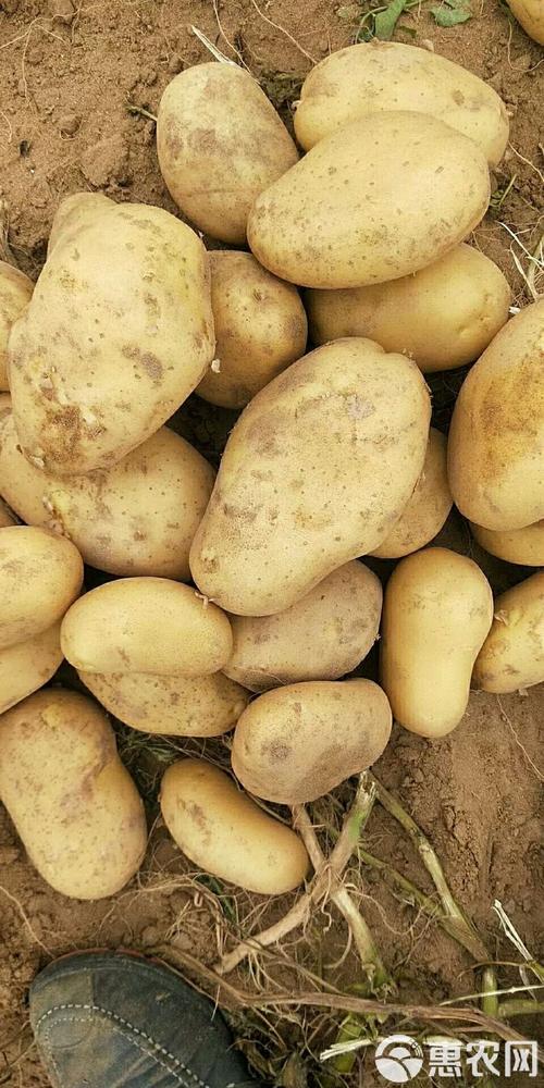 土豆视频经典版本