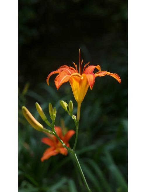 忘忧草中文字幕