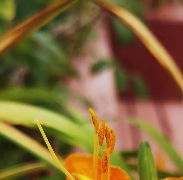 忘忧草中文字幕