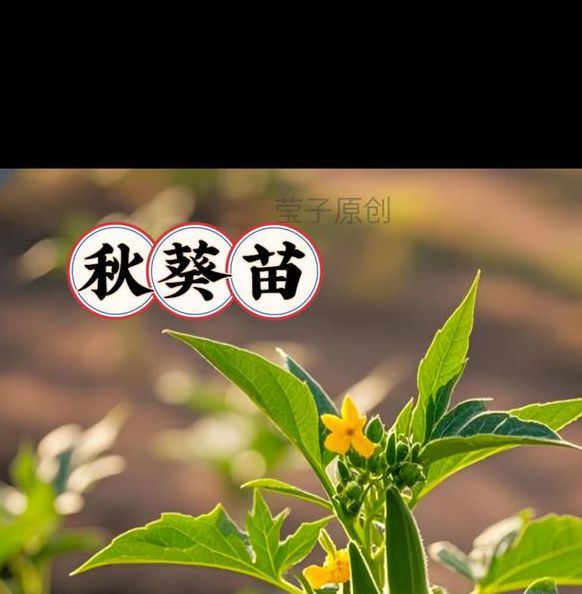 秋葵向日葵丝瓜芭乐小猪app免费版