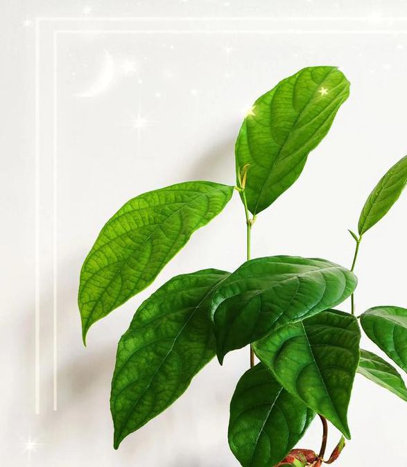 菠萝蜜视频绿巨人视频