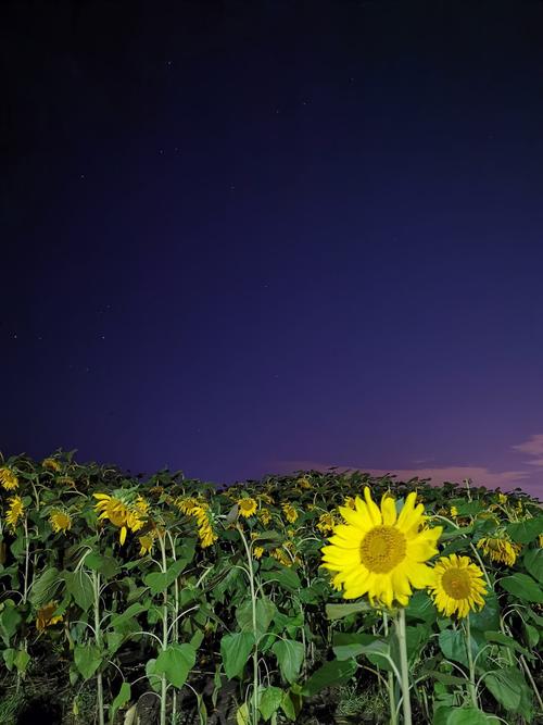 向日葵在夜晚绽放百度网盘资源