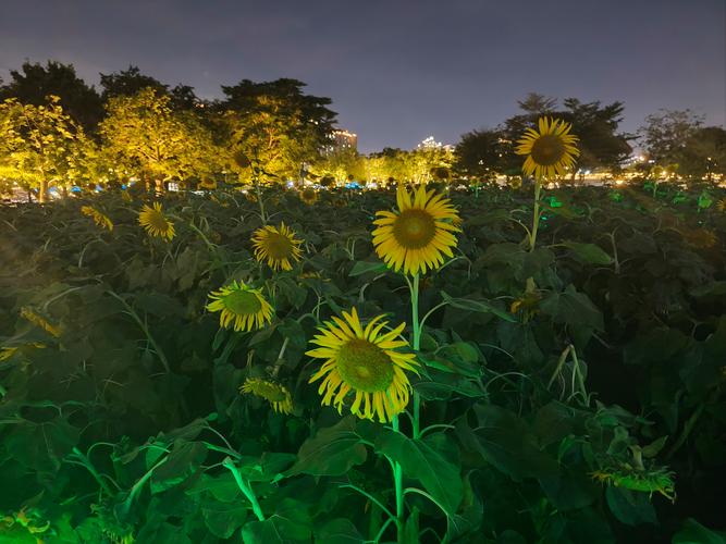向日葵在夜晚绽放百度网盘资源