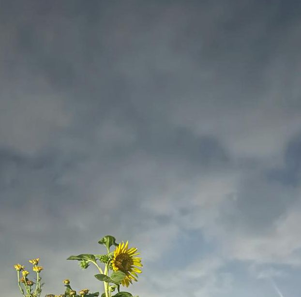 向日葵在夜晚绽放百度网盘资源