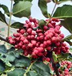 ljr55 花椒视频无限版