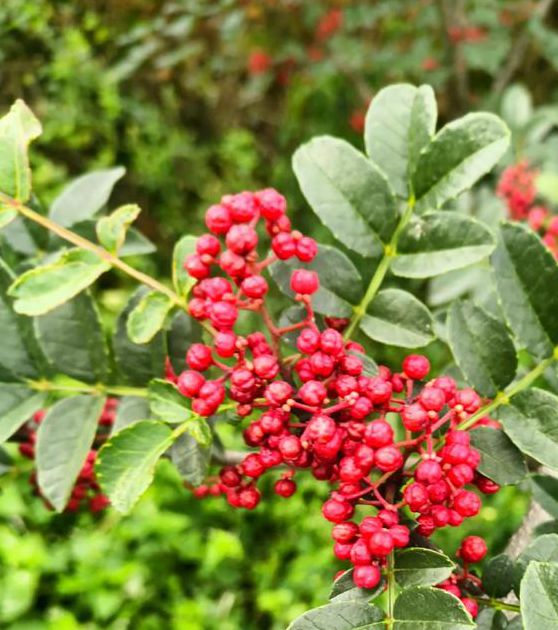 ljr55 花椒视频无限版