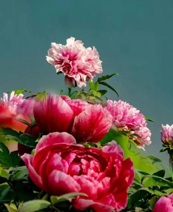 国色天香社区视频手机版