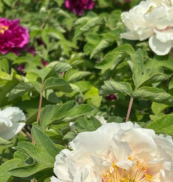 国色天香社区视频手机版