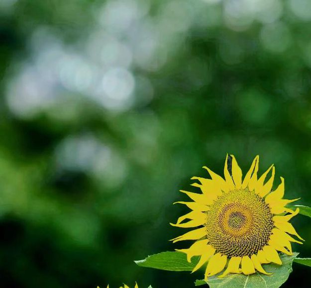 向日葵combo2.0无限观看