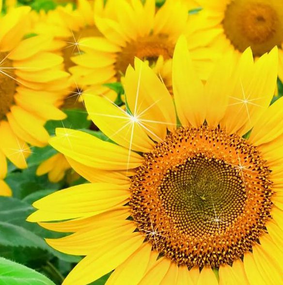 向日葵combo2.0无限观看