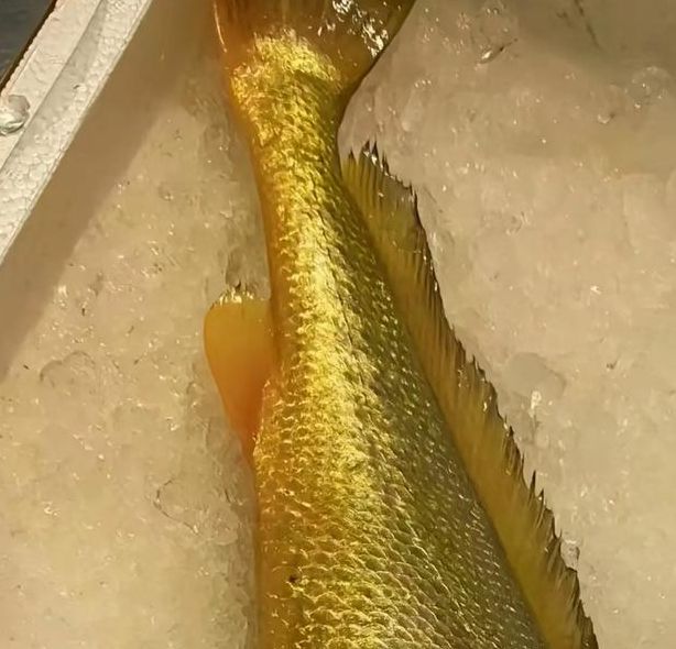 黄鱼视频(力荐年满十八岁)