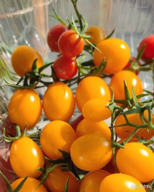 小草莓樱桃丝瓜绿巨人秋葵番茄最新版