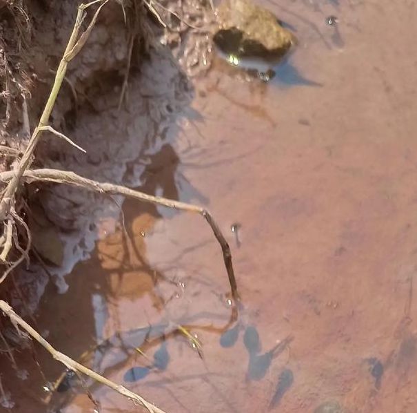 小蝌蚪xkdsp下载大全ios