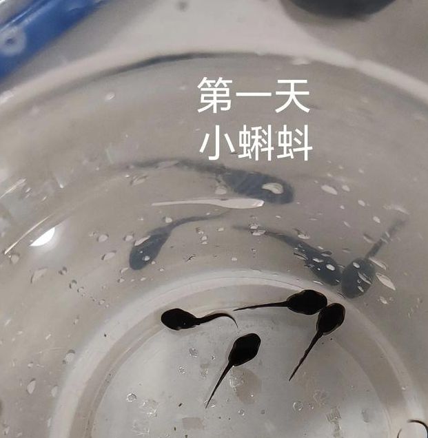 小蝌蚪xkdsp下载大全ios