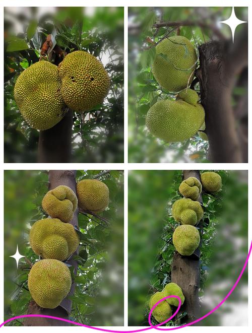 菠萝菠萝蜜无删减3bd