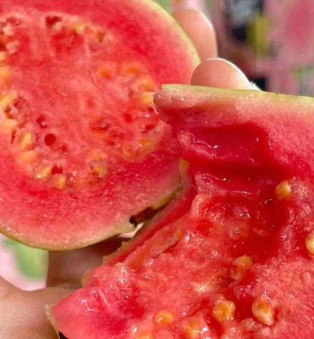 草莓丝瓜芭乐污