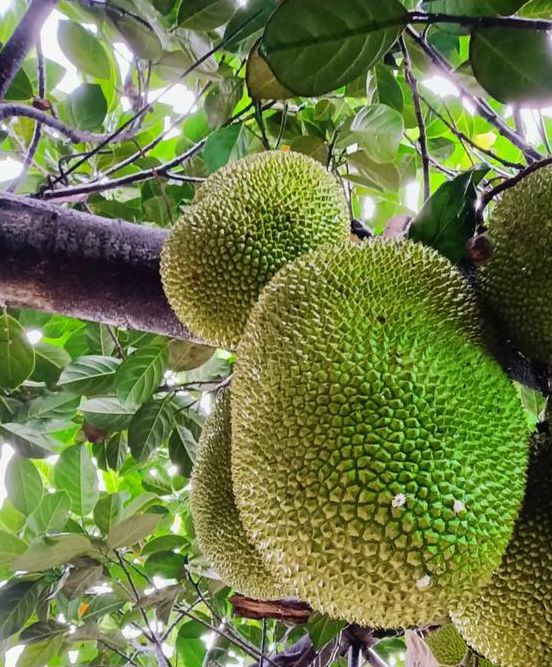 菠萝蜜新区口直播