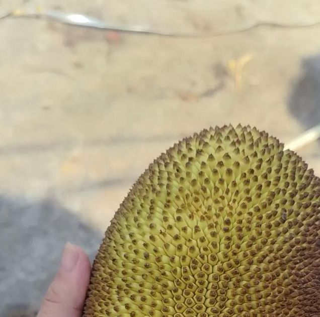 菠萝蜜新区口直播