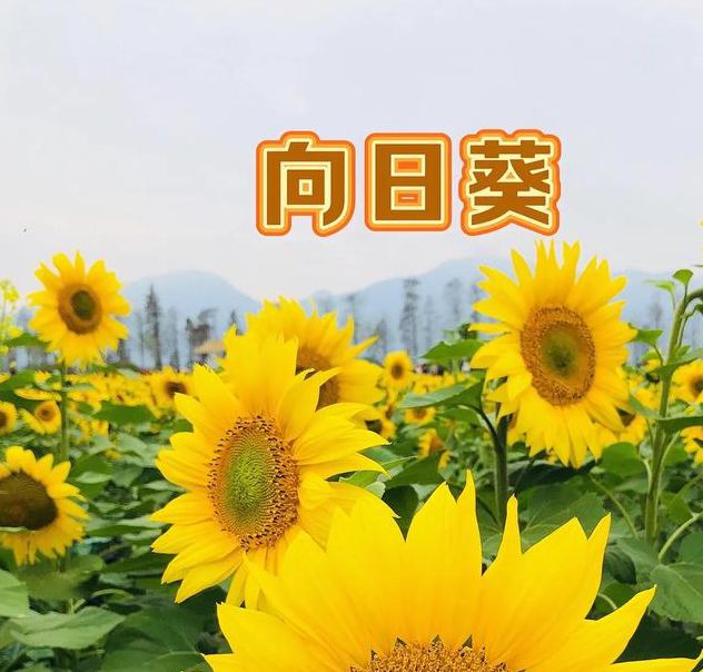 向日葵combo2.0无限观看